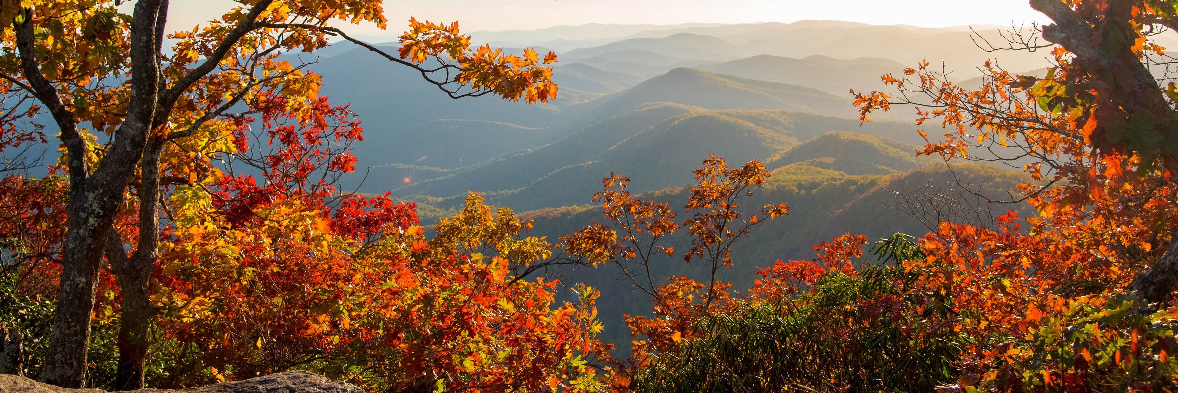 Trees with foliage overlooking mountains