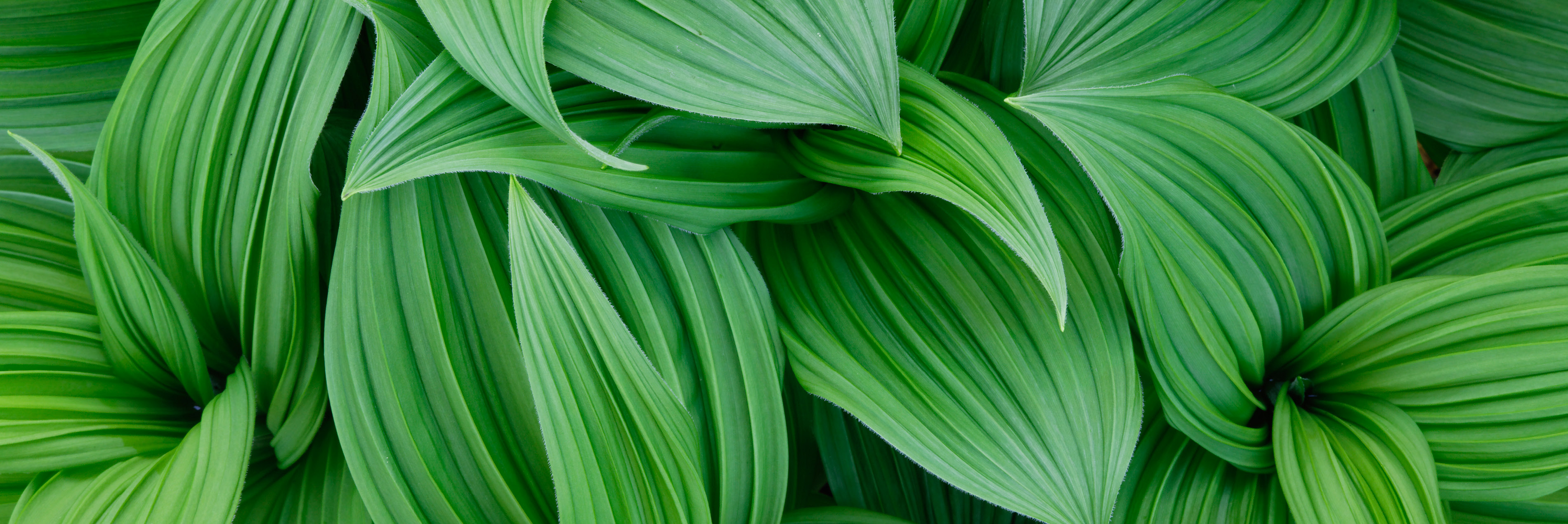 Green leaves