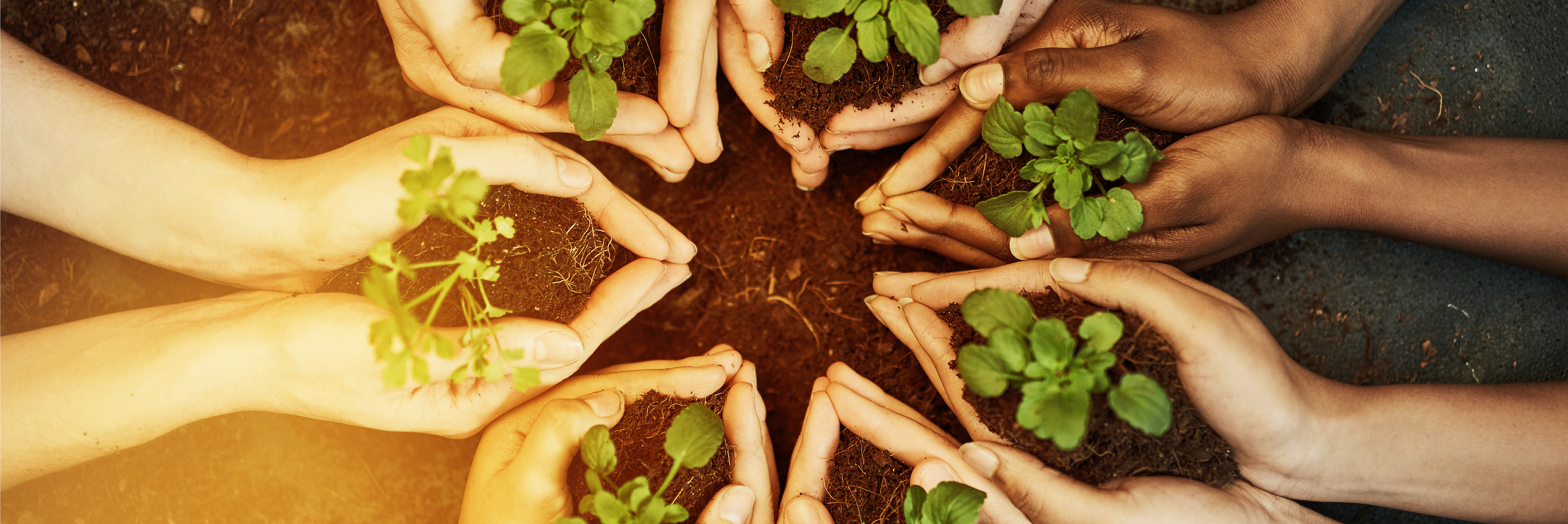 Hands holding plants