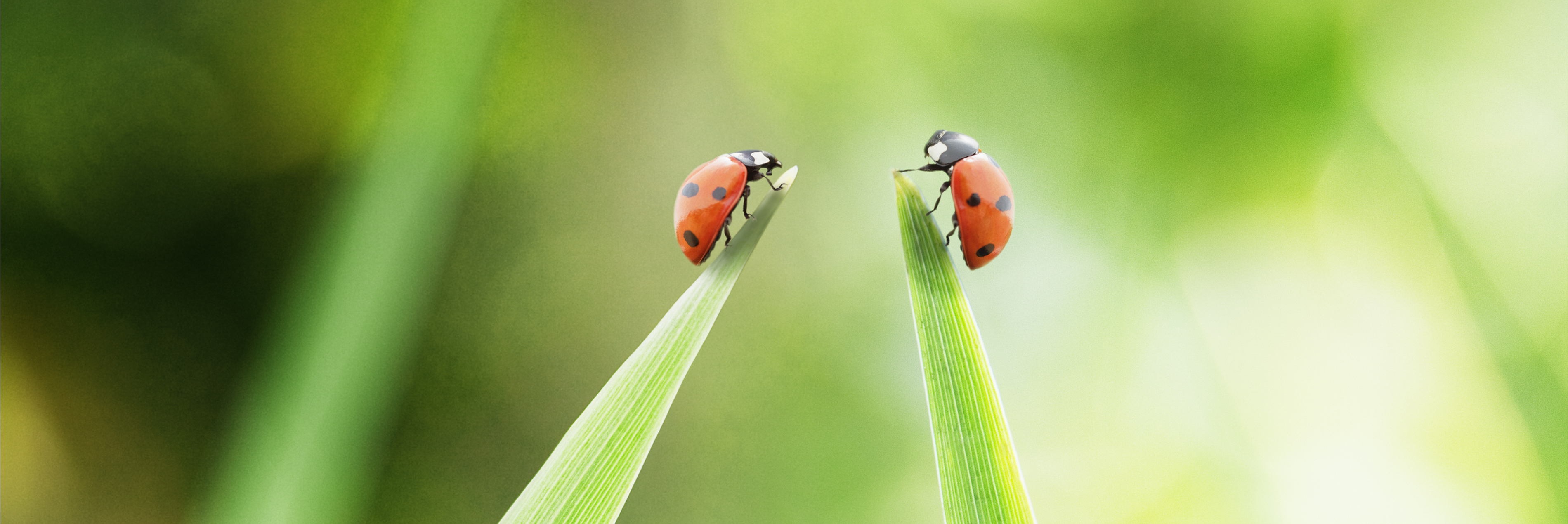 Two ladybugs