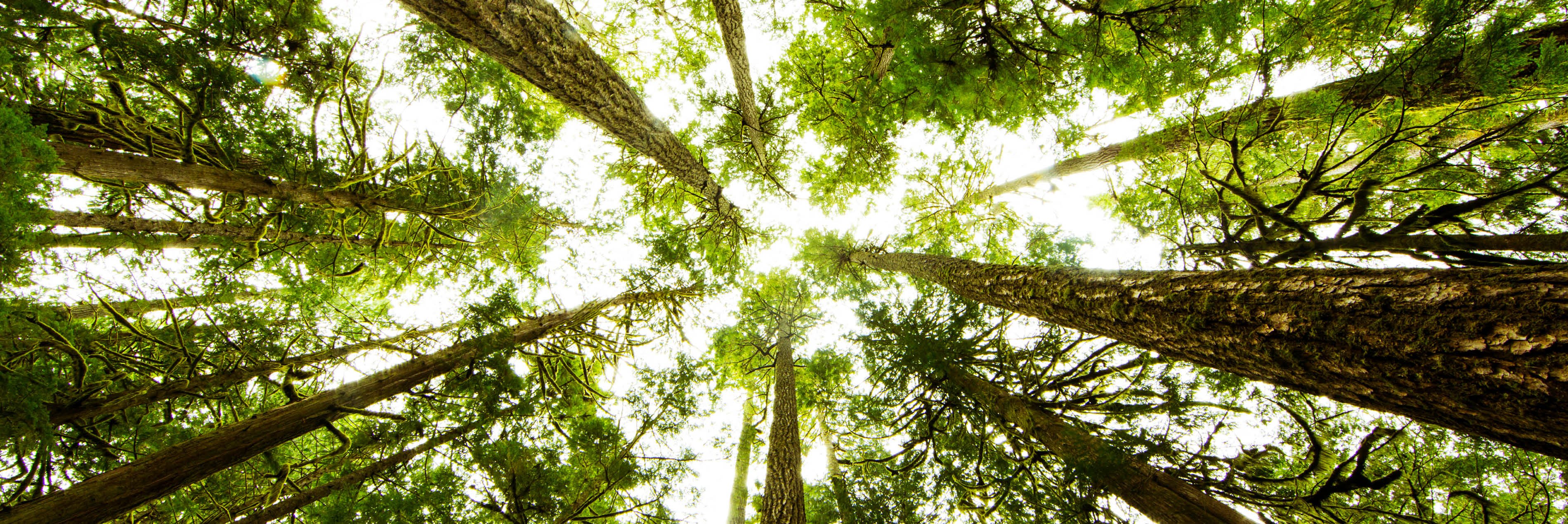 Trees in a forest