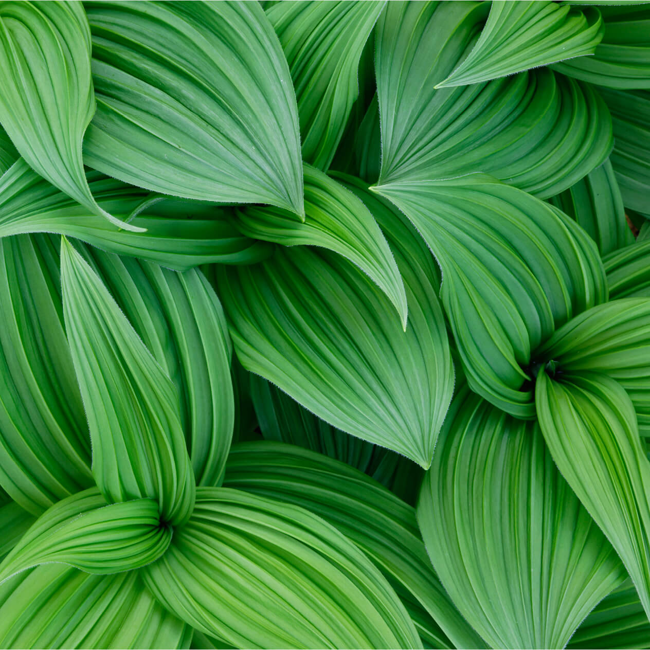 green leaves