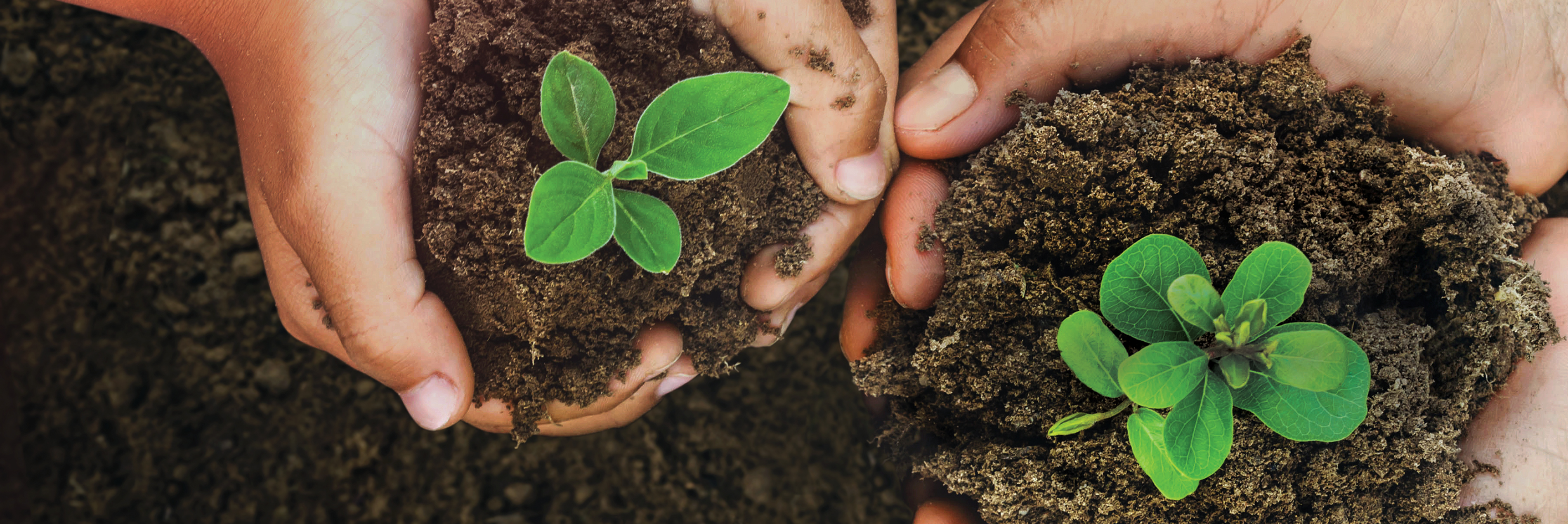 photo of people holding plant in dirt