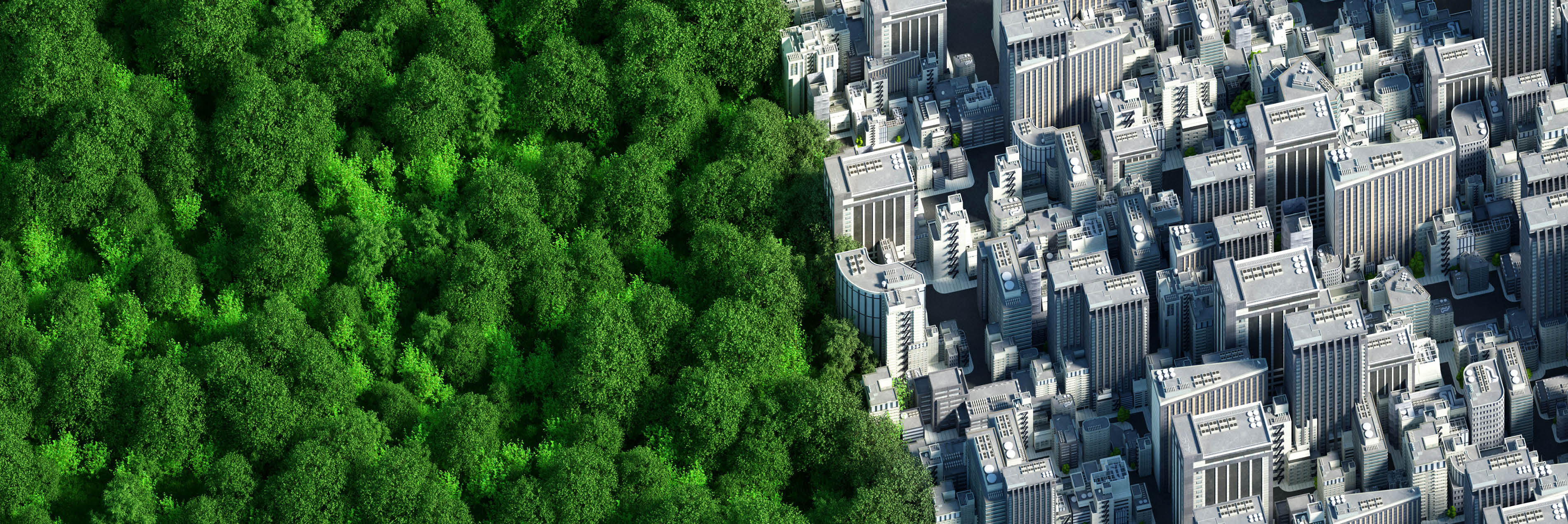 Trees and a city landscape