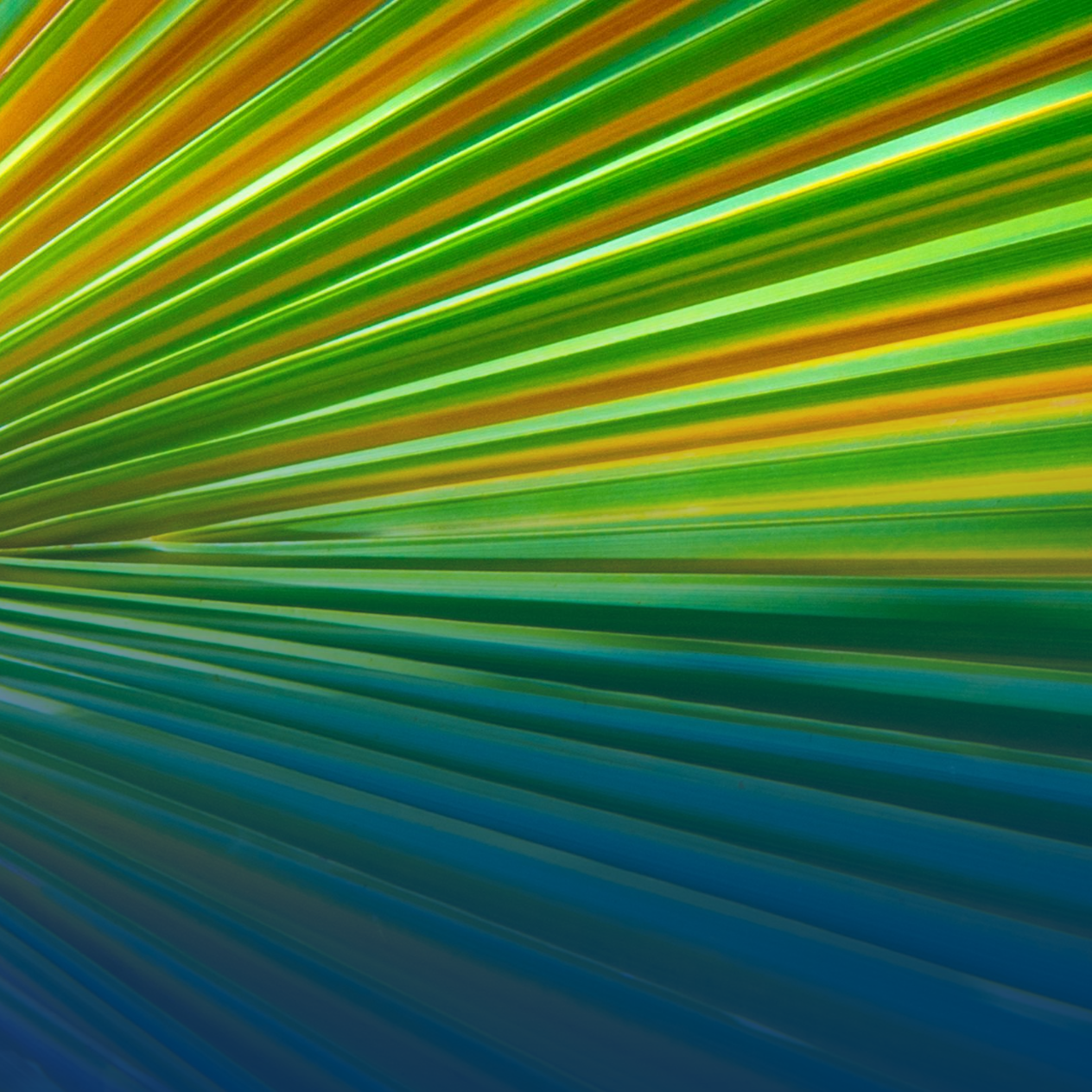 Green, blue, yellow and orange lines image