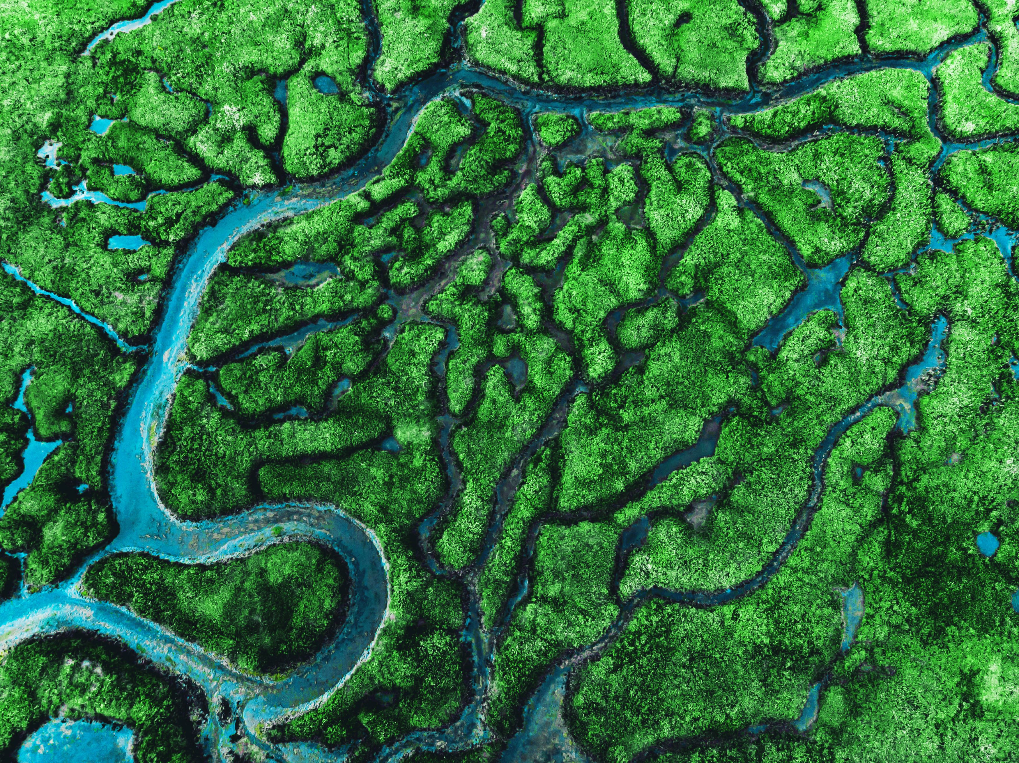 Aerial image of green trees and waterways
