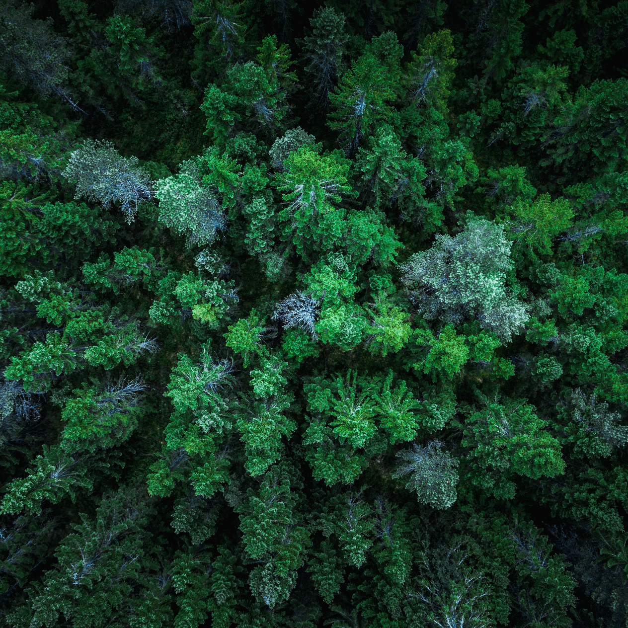Forest of trees