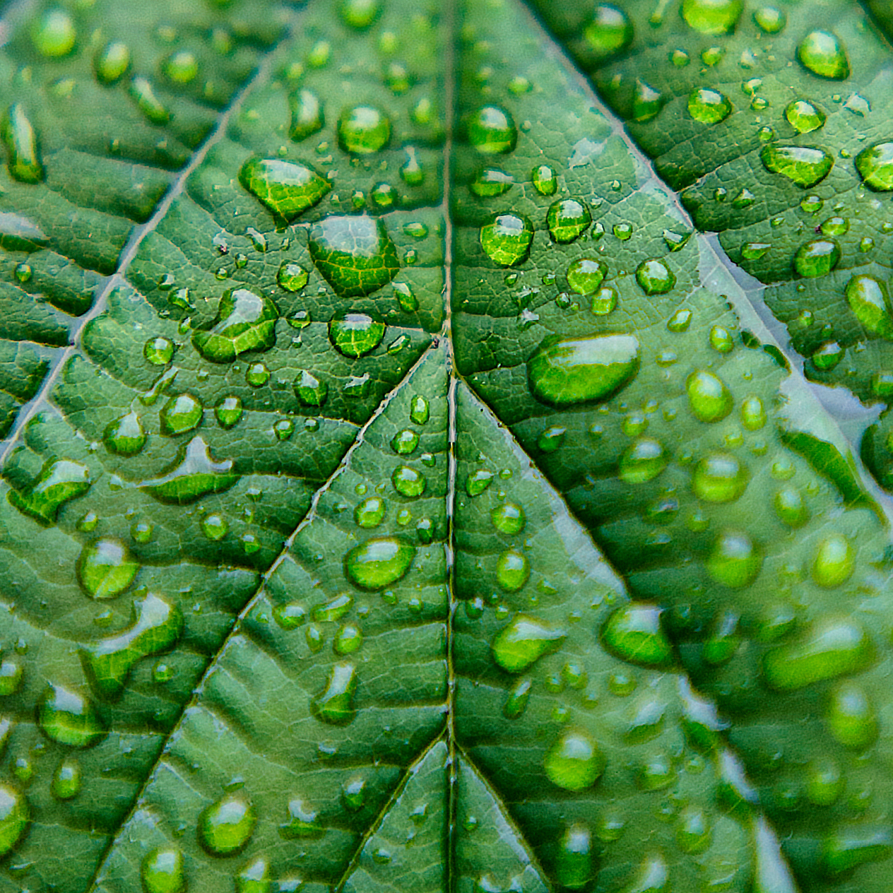 Leaf with water on it