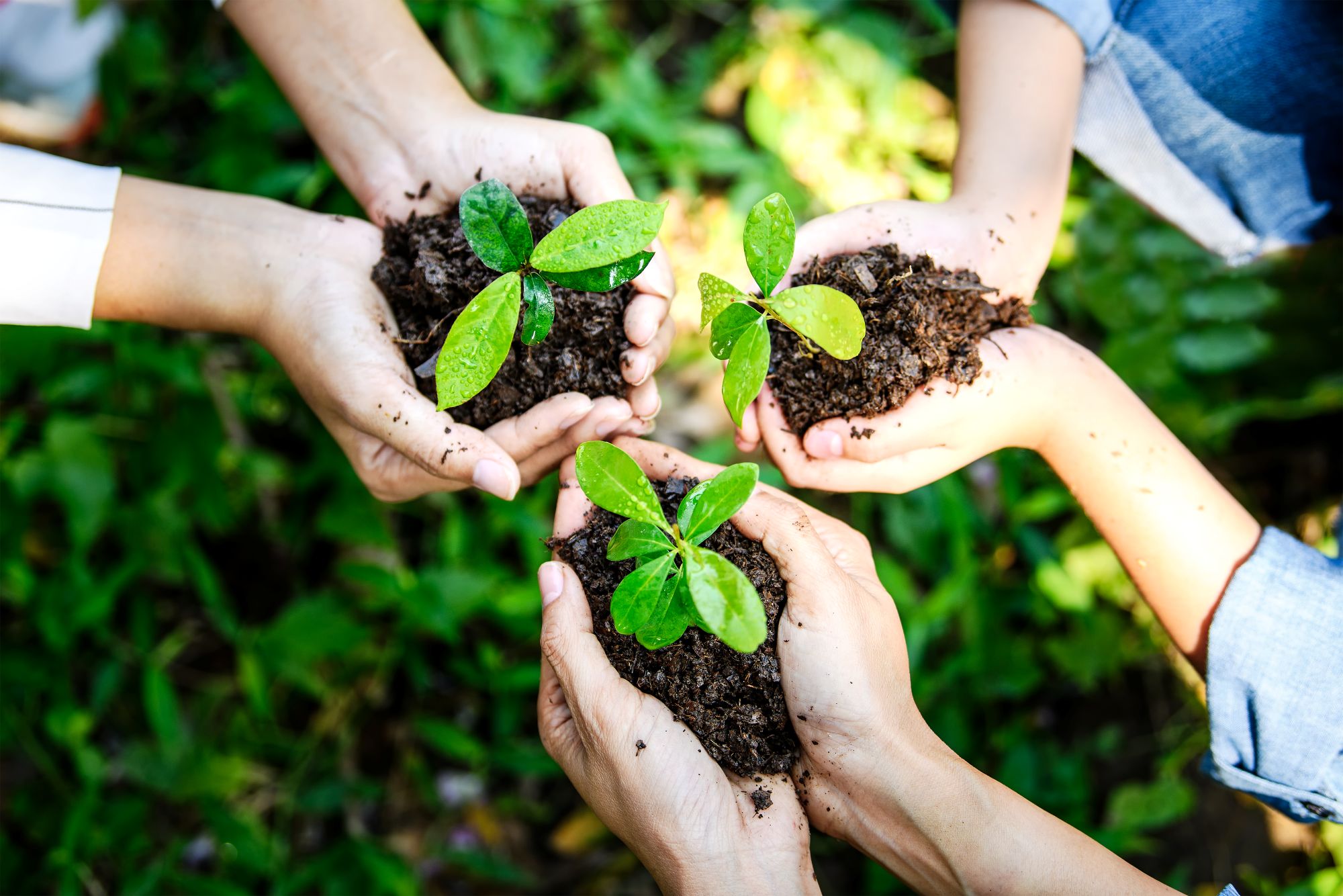 Group of hands together holding green plants